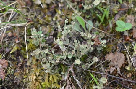 Stockwerk-Rentierflechte (Cladonia  cervicornis ssp. verticillata) - © Bernard Wieser
